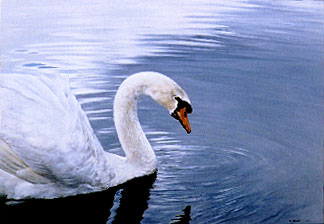 Winter Waters - Mute Swan