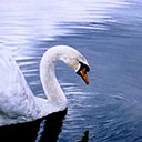 Winter Waters - Mute Swan