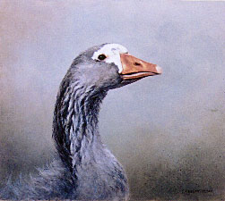 Sebastopol Goose Study