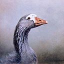 Sebastopol Goose Study