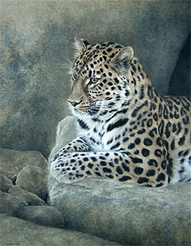 Amur Leopard