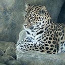 Amur Leopard