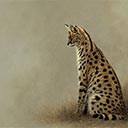 Serval Portrait