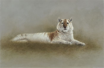 Golden Tabby Tigress