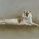 Golden Tabby Tigress