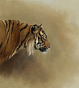 Sumatran Tiger Head Study