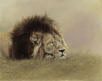 Dreams of Africa - Male Lion