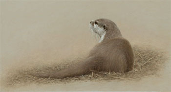 Young Otter Study