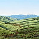 Kaipara Hills Pastoral
