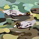 Blue Duck Duo