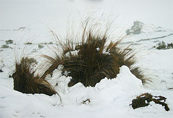 Snowfall Ruapehu