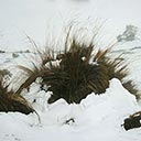 Snowfall Ruapehu