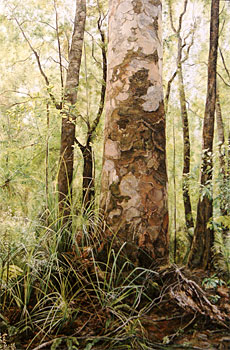 Kauri of Waipoua Forest, Northland