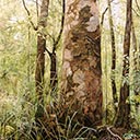 Kauri of Waipoua Forest, Northland