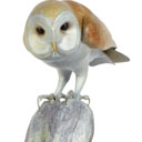 Barn Owl #3