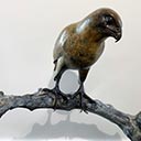 Peregrine Falcon #2