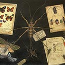 NZ Entomologist Table Top