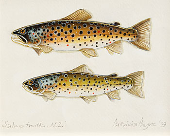 Salmo Trutta - New Zealand