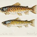 Salmo Trutta - New Zealand