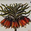 Fritillaria Imperialis