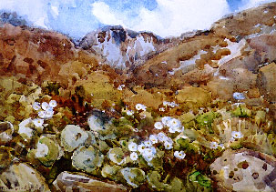 Mountain Lillies, Otira Gorge