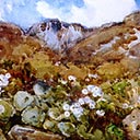 Mountain Lillies, Otira Gorge