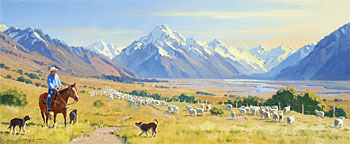 Mt Cook, Sheep Musterer