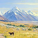 Mt Cook, Sheep Musterer