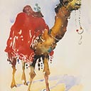 Camel - Rajasthan