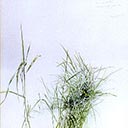 Grass in Level Field, Rye
