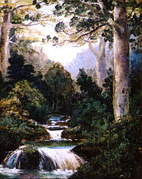 Kauri Trees, Coromandel