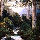 Kauri Trees, Coromandel