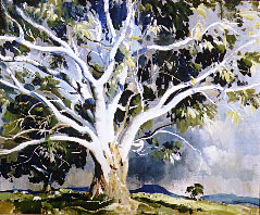 The White Gum Tree