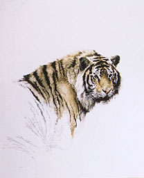 Siberian Tiger