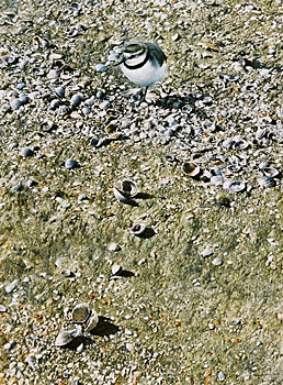 Wrybill - Anarhynchus Frontalis