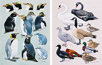 28 Ornithological Colourplates