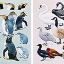 28 Ornithological Colourplates