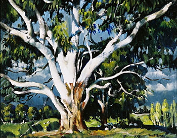 Gum Tree, Havelock Hills