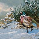 Pheasants in a Winter Landscape