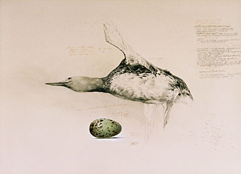 The Red Throated Diver