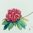 Rhododendron Britannia