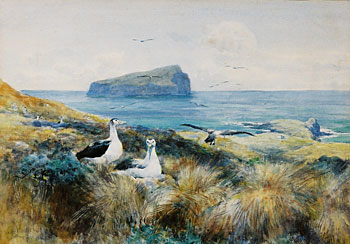 Coastal Albatross