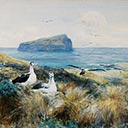 Coastal Albatross
