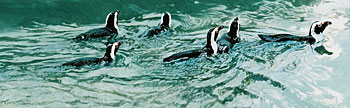Jackass Penguins in Cold Southern Seas