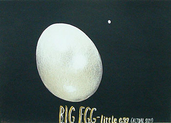 Big Egg, Little Egg