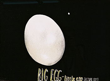 Big Egg, Little Egg (Actual Size)