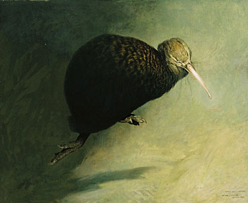 Great Spotted Kiwi - Running
