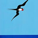 Frigat Bird