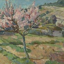 Blossom, Tourette Sur Loup 1951, France