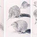 A Collection of Five Kiwi Studies